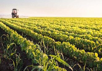 Fungus threatens Brazilian farms