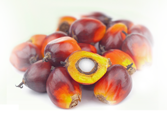  Malaysian palm oil/Vegoils: Market factors to watch Feb