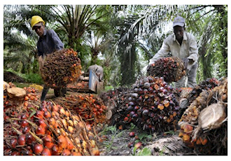 Indonesia, Malaysia palm oil output to rise in 2018 
