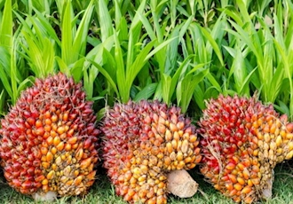 China and Malaysian palm oil imports