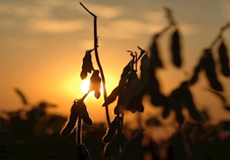 Argentina drought sparks grain price rally