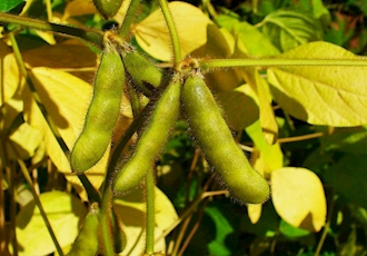 US. Soybean Exports Reduced, Corn Increased
