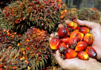 Malaysia, Indonesia to cooperate to counter EU’s palm oil import ban 