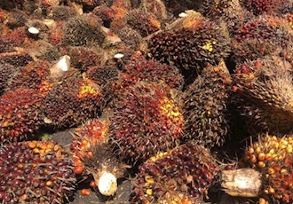 Malaysian palm oil price reverses losses to rise on weaker production outlook