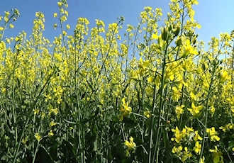 Survey says Farmers are Willing to Plant Oilseed Crops