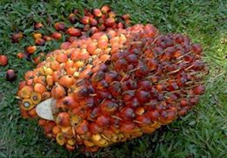  Palm oil high